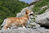 CORGI PEMBROKE 496